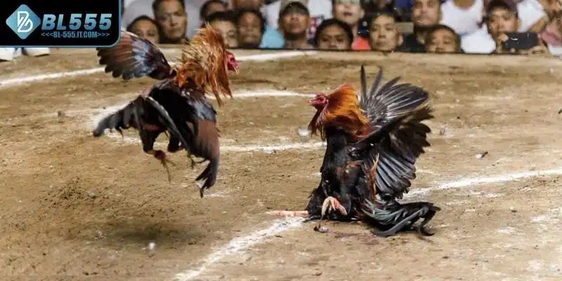 Đá Gà Cựa Dao Là Gì? Hình Thức Giải Trí Đầy Kịch Tính 3 Sự khác biệt đá gà cựa dao và đá gà truyền thống