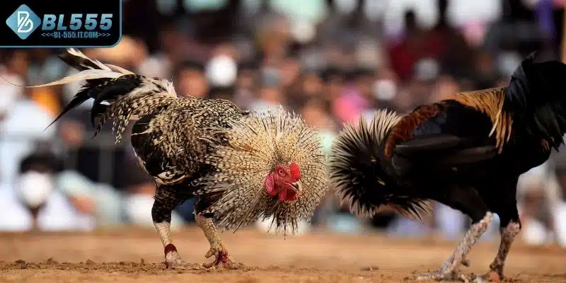 Luật Chơi Đá Gà Campuchia Cập Nhật 2025 Và Điều Cần Chú Ý 2 Khái quát thông tin về hình thức đá gà Campuchia